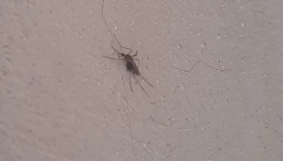 Aparición de mosquitos en la región. 