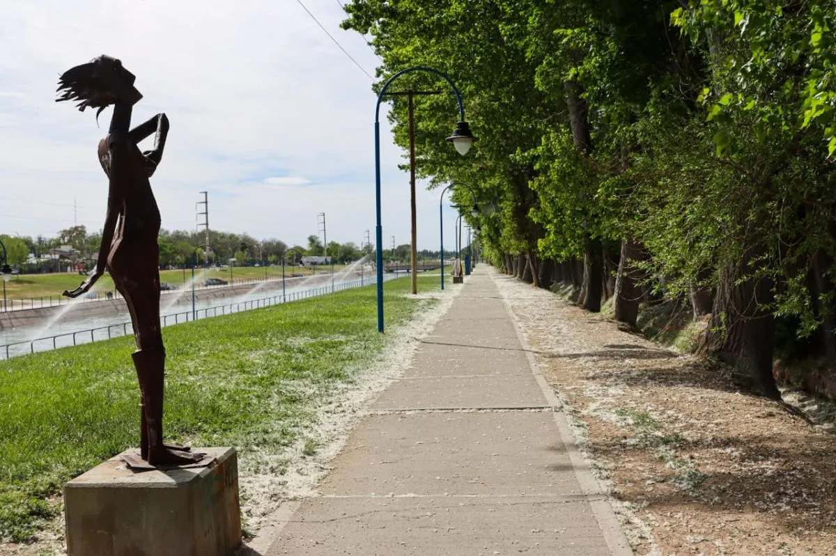 Las veredas del Canal Grande amanecieron cubiertas de pelusa blanca, producto de la dispersi&oacute;n de semillas del &aacute;lamo plateado. Foto: Tania Domenicucci-ANR