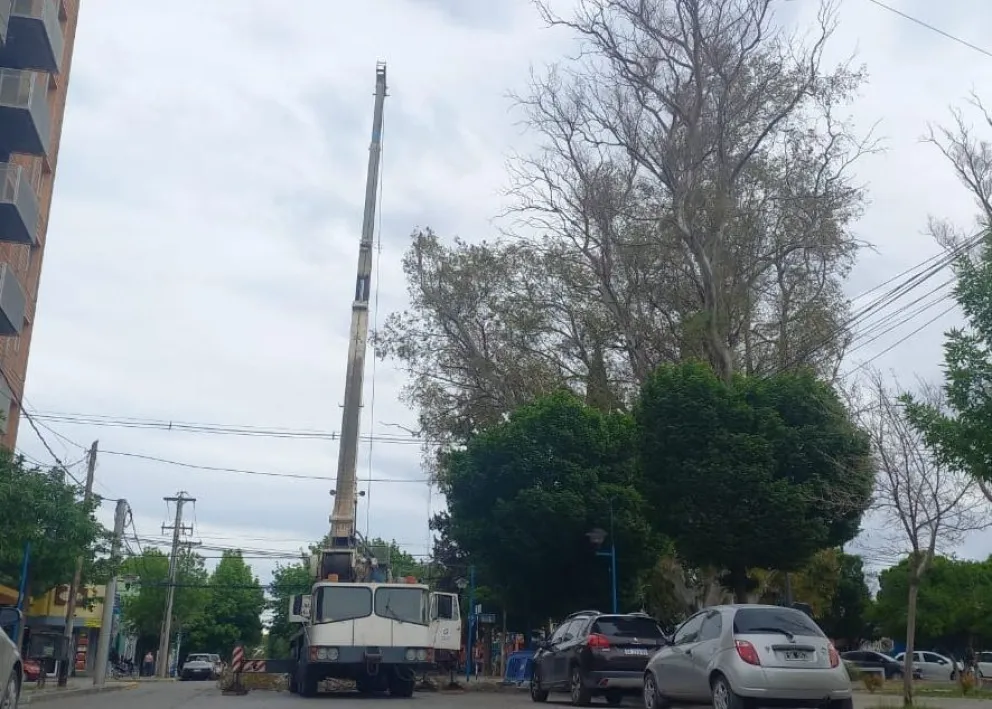 La intervención se realiza con una grúa de gran porte para alcanzar los ejemplares de mayor altura.
Foto: Tania Domenicucci-ANR