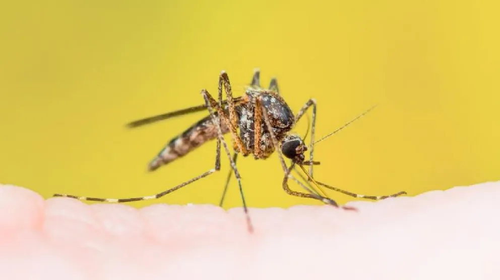 La fiebre amarilla es trasmitida a partir de la picadura de mosquito. 