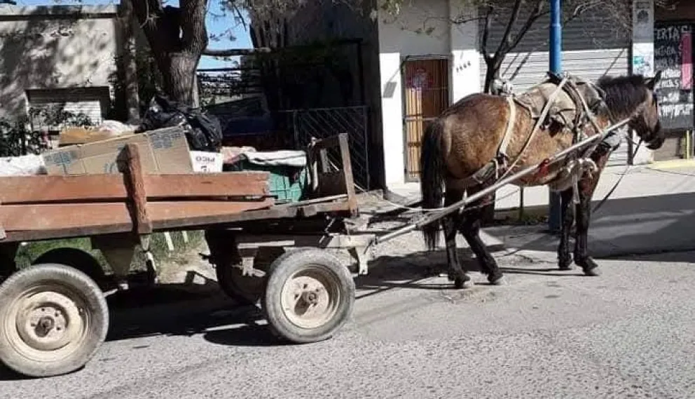 Carros que son tirados por caballos en Roca, la preocupación de proteccionistas. 