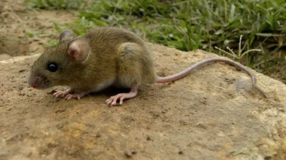 El Hantavirus se transmite principalmente por el ratón colilargo.