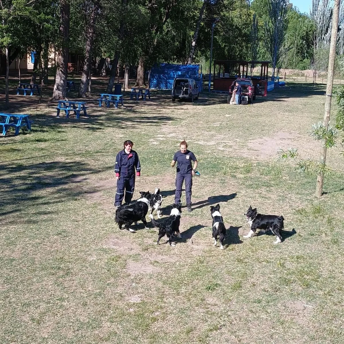 Athos y Noa durante las pr&aacute;cticas de rastreo en Isla 32, guiados por sus entrenadores de las brigadas K9 de Roca y Centenario. Foto: Bomberos Voluntarios Roca.