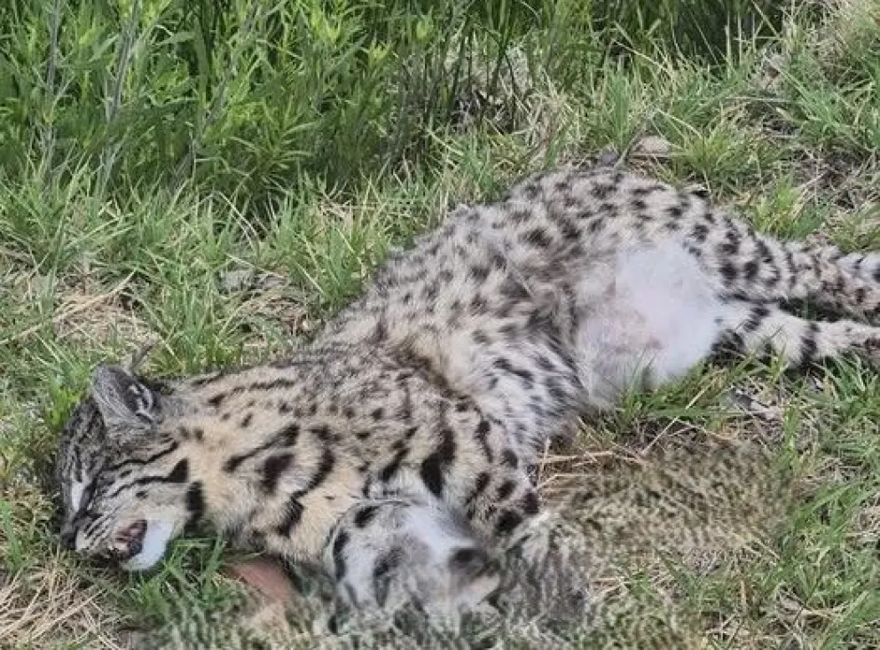 El animal se encontraba tirado, entre la ruta y a pocos metros de un desagüe en la zona de Gómez. 
