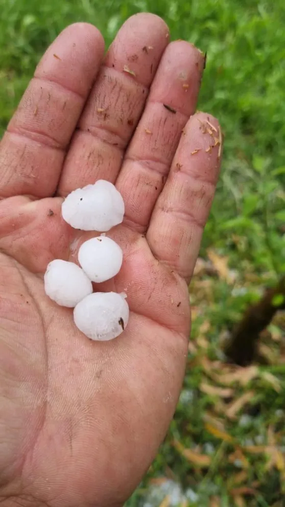Los daños ya son visibles en los cultivos, indicaron algunos productores consultados por este portal, y afecta a pera, manzana y fruta de carozo. Foto: gentileza