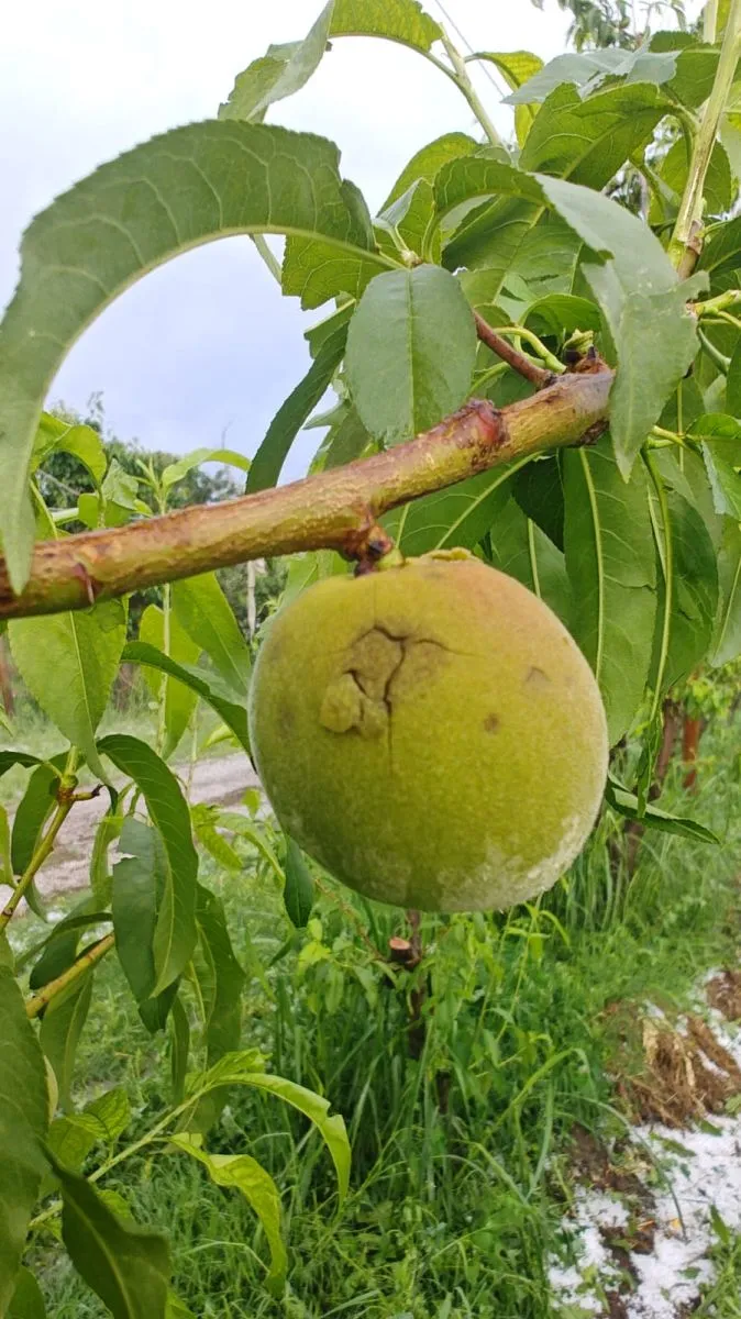 As&iacute; se ve afectada la fruta de carozo. Foto: gentileza