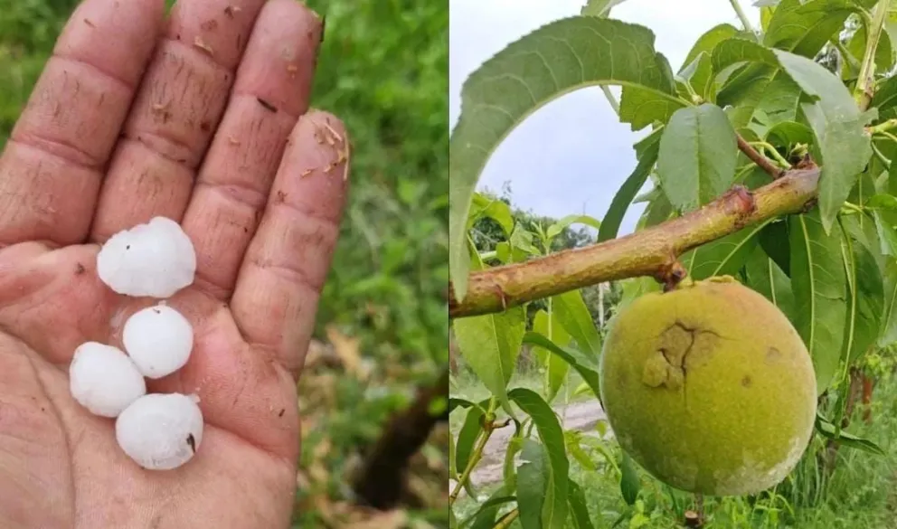 El granizo dañó perales, manzanos y frutas de carozo. Fotos gentileza.