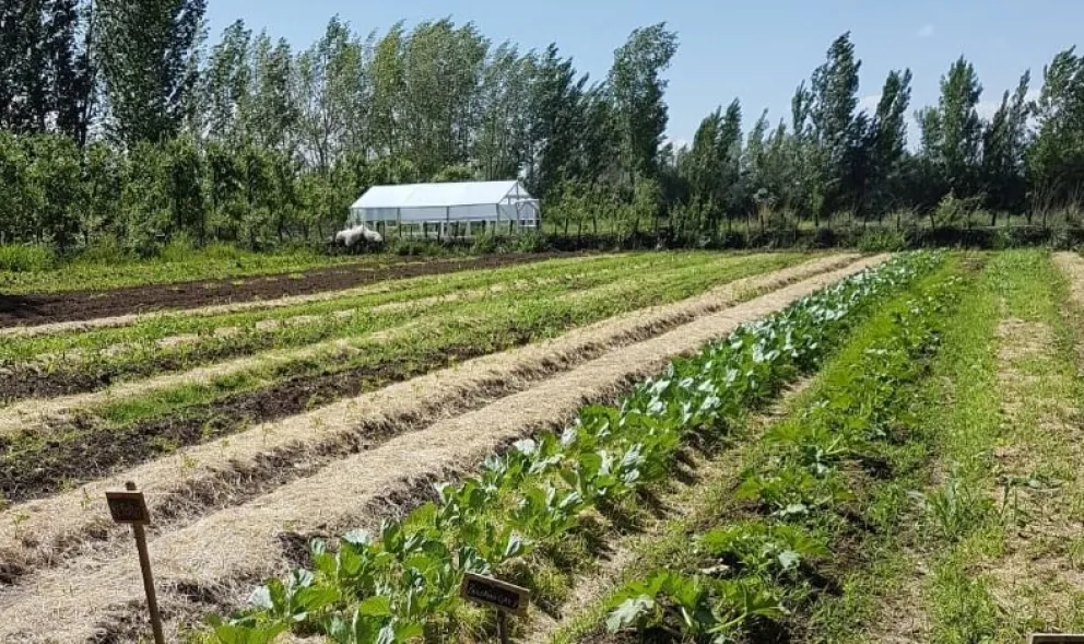 La chacra tiene una extensión de nueve hectáreas. Foto: Espacio Eywa