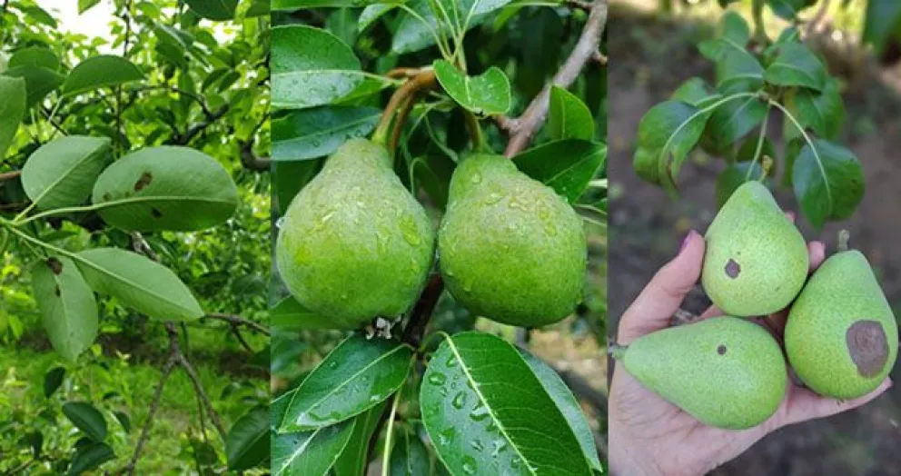 Las lluvias recientes mantienen activo el riesgo de Sarna del Peral y Mancha Marrón, especialmente en las variedades más sensibles,