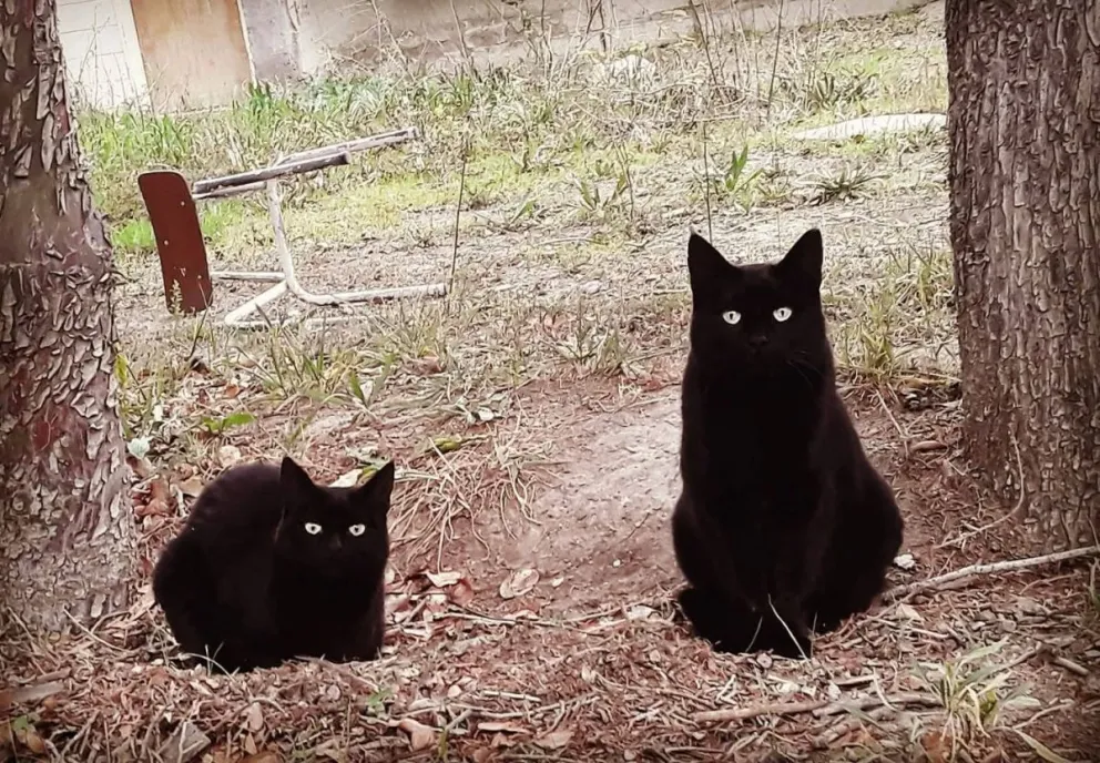 En el predio del hospital de Roca hay presencia de gatos ferales. 