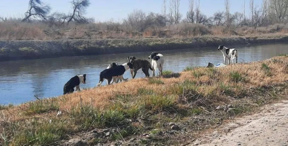 La cantidad de perros en riesgo cerca del Canal Grande aumentó en el último mes. 