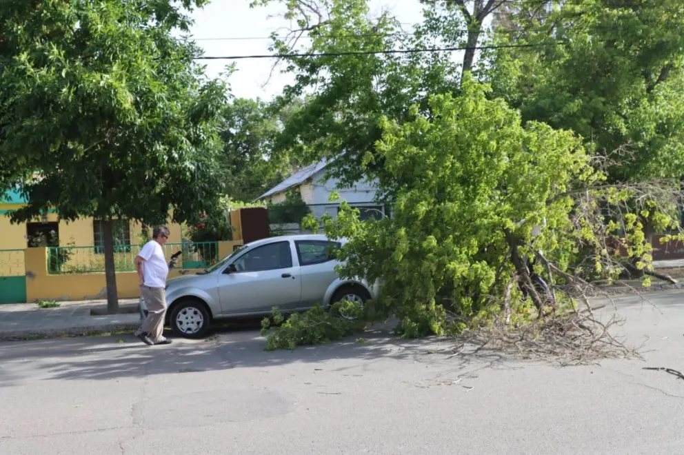 El temporal de ayer dejó árboles caídos, daños en autos y una vivienda sin techo en la Quinta 25. Foto: Tania Domenicucci-ANR