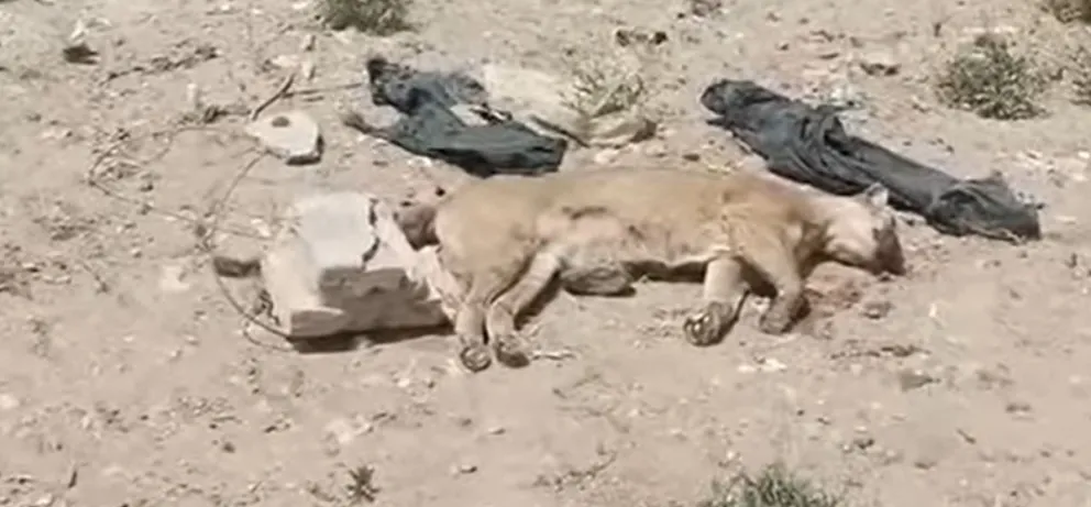 Miembros de la Fundación Guardafaunas Honorarios de Río Negro encontraron una puma hembra muerta a la vera de la Ruta 6. Foto: Gentileza