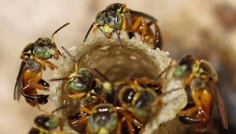 La capacitación es gratuita y comenzará el 5 de diciembre de 2025, extendiéndose durante 2026. Foto: gentileza