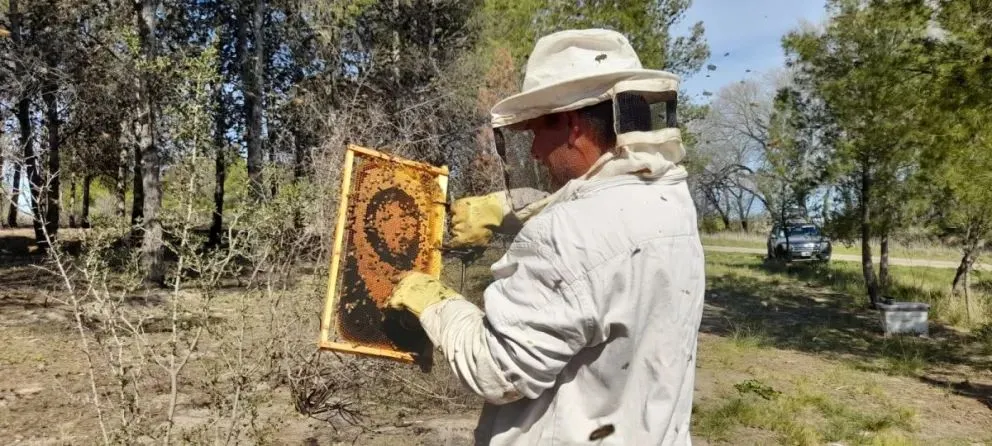 Controlando el enjambre. Foto gentileza INTA-Valle Inferior. Foto: gentileza INTA