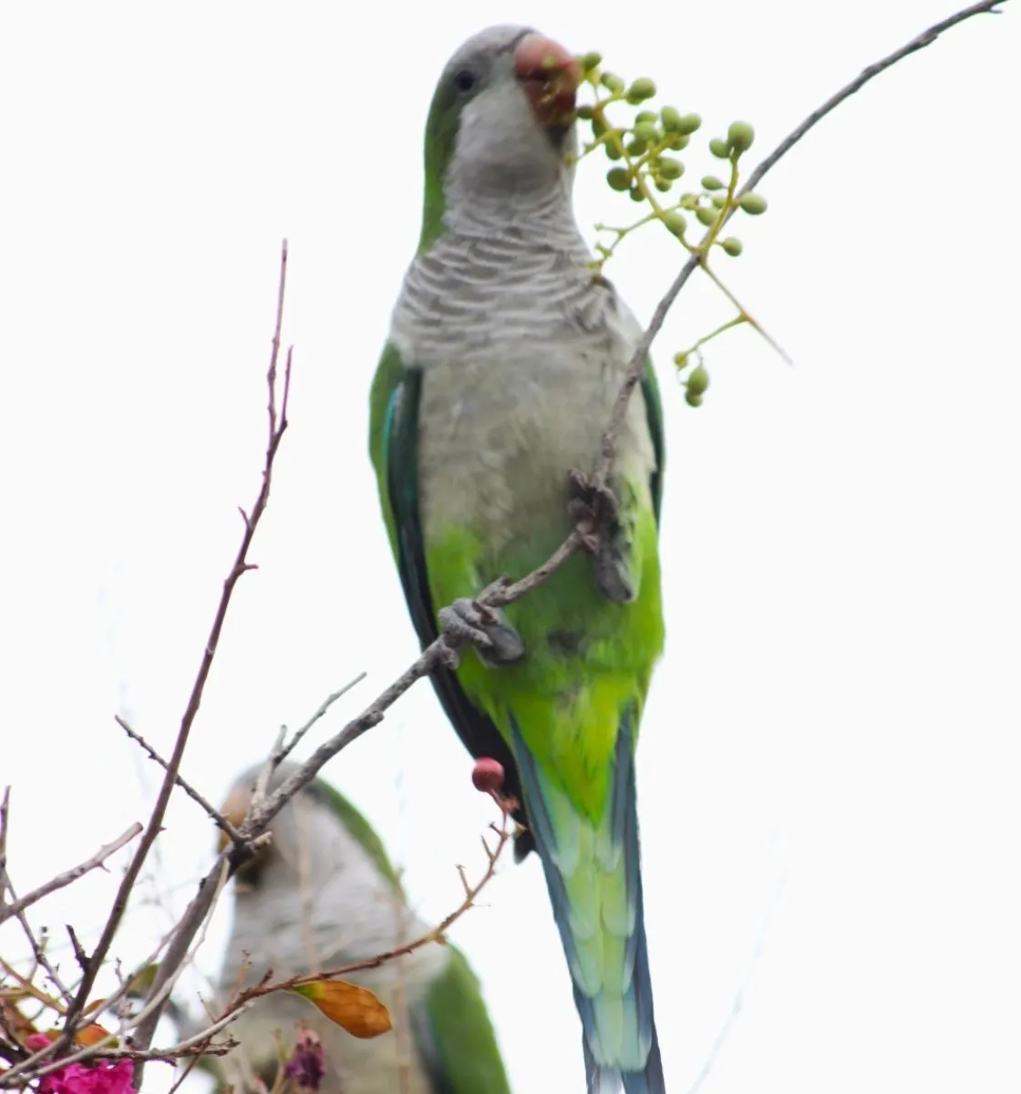 Momento en que las aves quitan el fruto que da la flor del &aacute;rbol. Foto: Tania Domenicucci - ANR