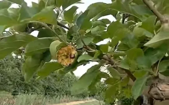 Frutos que fueron da&ntilde;ados por cotorras