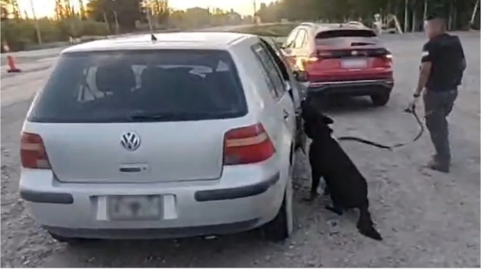 Matías, el perro antinarcóticos, marcó marihuana en un vehículo detenido en un control vial en Allen. Foto: Policía de Río Negro.
