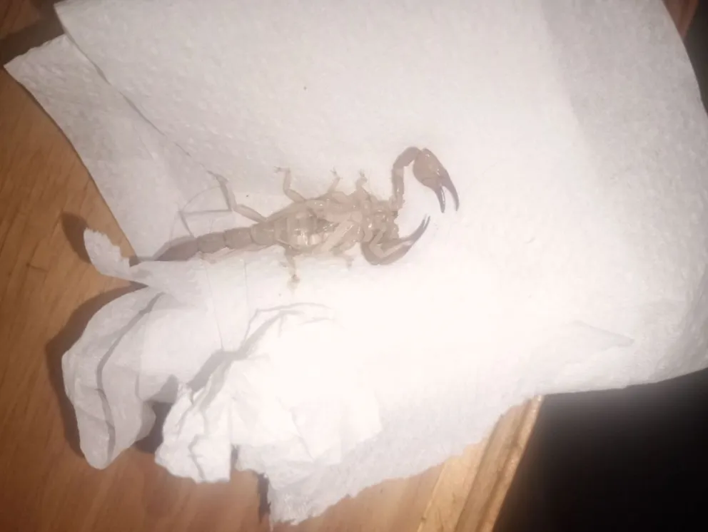 Alacrán que apareció en la zona norte de Roca. Foto: gentileza