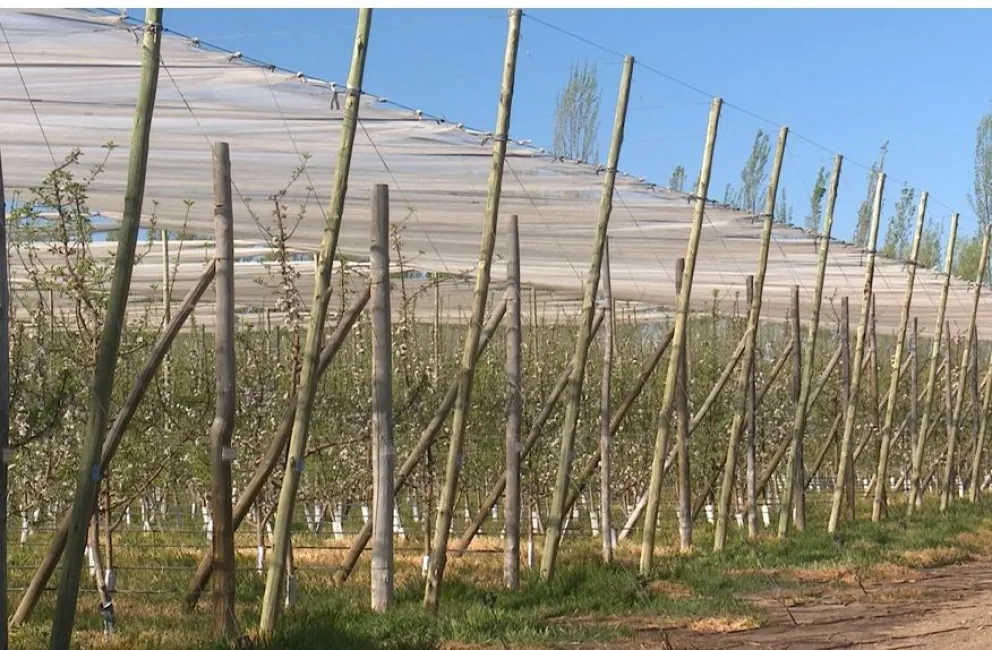 Las cámaras de productores y la Provincia están gestionando ya la declaración de emergencia económica y productiva. Foto: gentileza