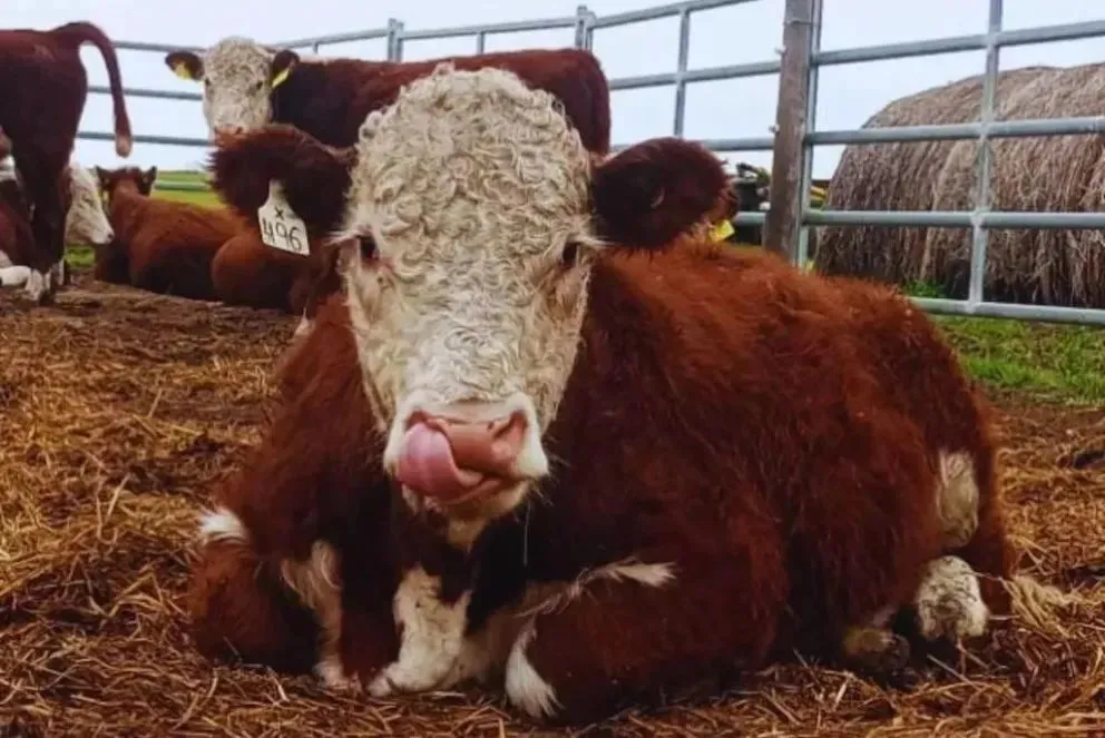 Importante estudio para la raza hereford. Foto: gentileza