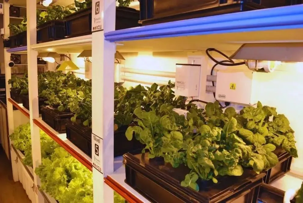 El INTA y la Universidad Nacional de La Matanza trabajan en la optimización y puesta a punto de un sistema hidropónico compacto. Foto: redes