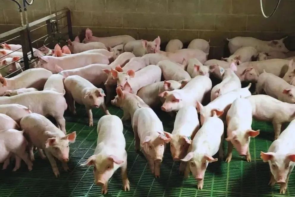 Investigación aplicada en materia porcina.