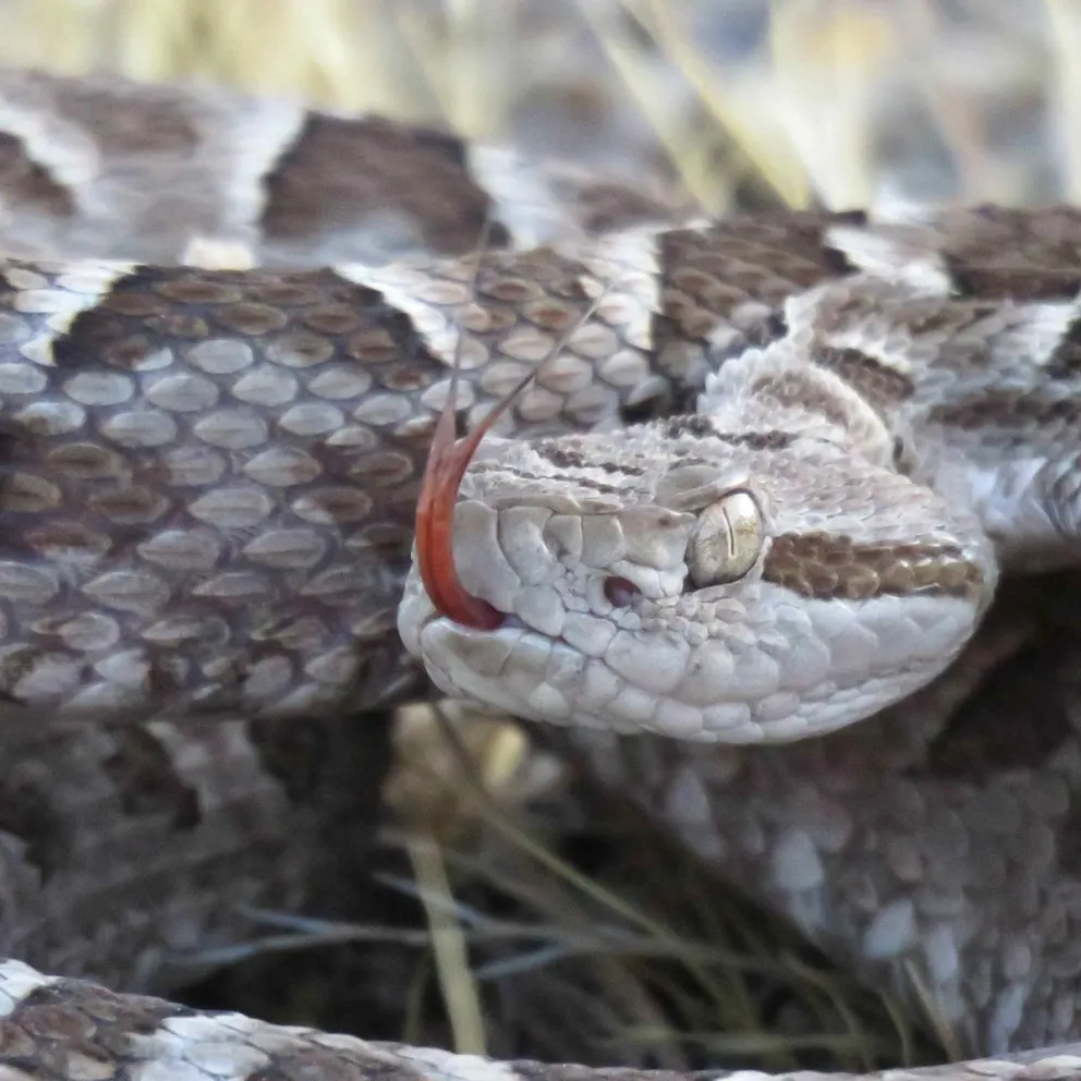 Una charla sobre especies, prevención y primeros auxilios. (Foto Fabián Llanos)