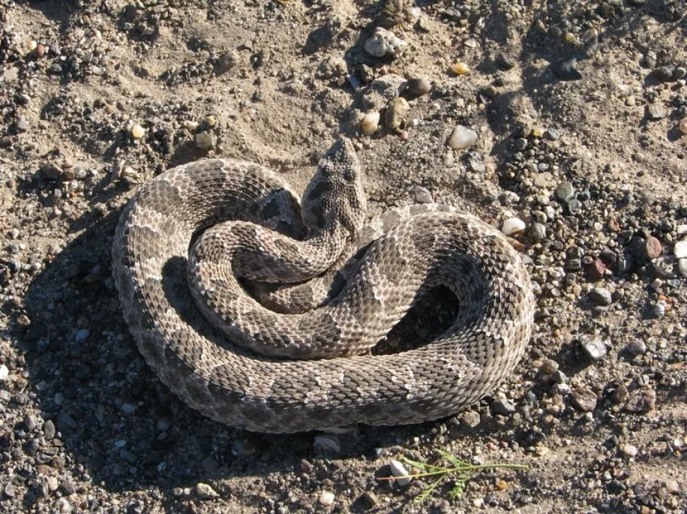 La yarará chica es una especie presente en la región, pero los accidentes son poco frecuentes. Foto: gentileza