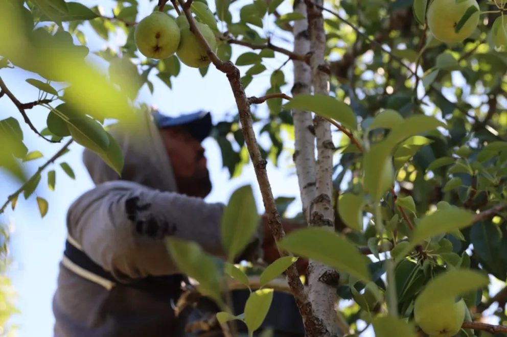 Así quedó la escala salarial de los trabajadores de la cosecha. (Foto Tania Domenicucci)