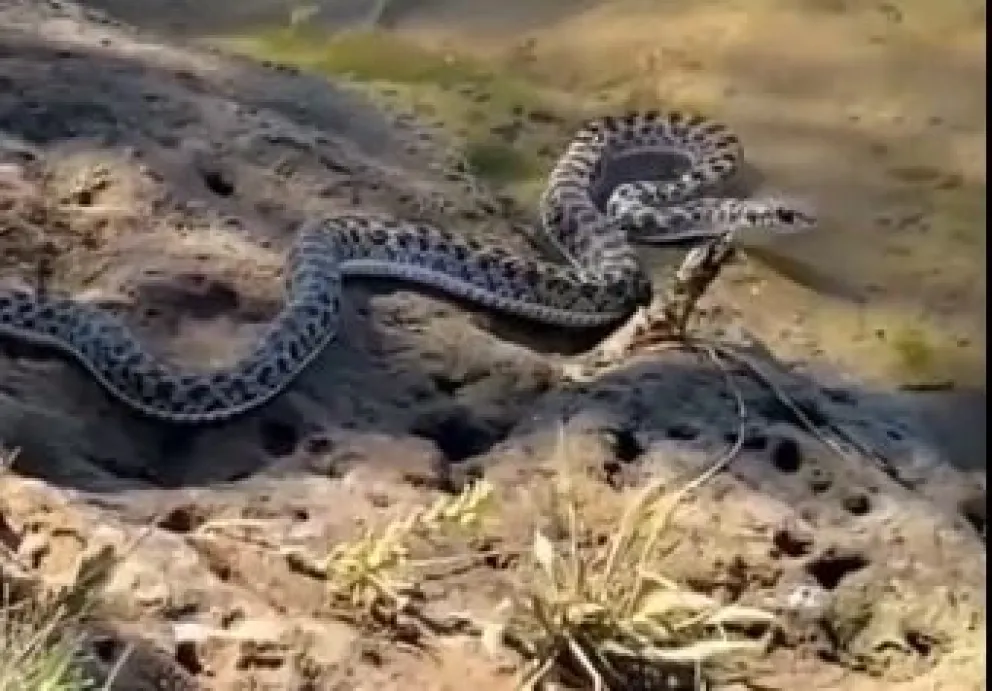 Los ofidios fueron registrados tanto en zona ubana como rural de nuestra ciudad. (Foto: captura)