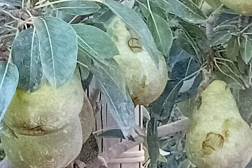 En la Cámara de Productores Agrícola ya empezaron a recibir las declaraciones juradas por daño. Fotos: gentileza