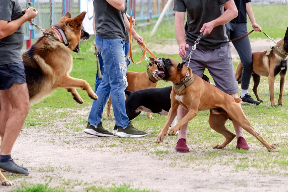 Ante situaciones de riesgo con perros en jauría, especialistas recomiendan mantener la calma, evitar movimientos bruscos y marcar distancia para prevenir una agresión. Foto archivo