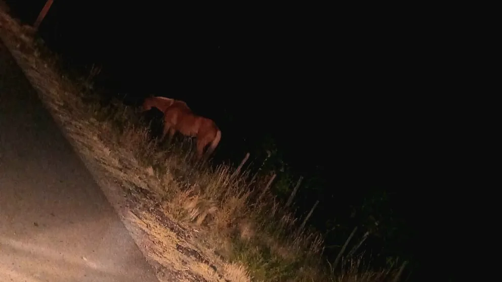 El caballo fue hallado a la vera de la ruta nacional. Foto: Policía de Río Negro