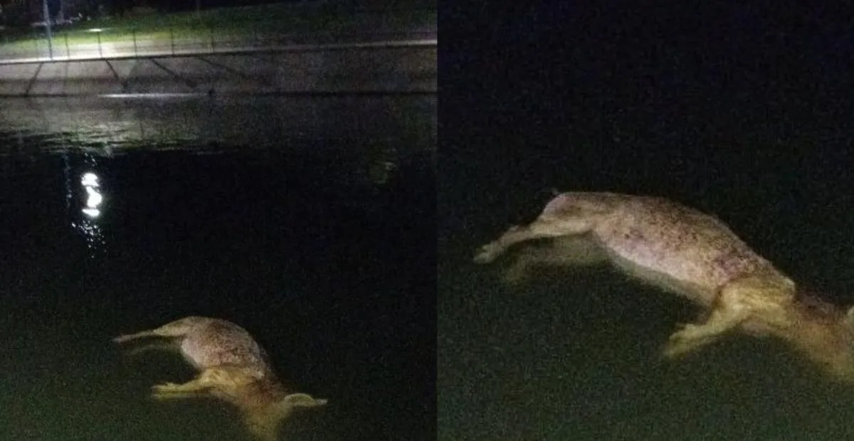 El animal flotaba en las aguas del canal. Foto: Gentileza