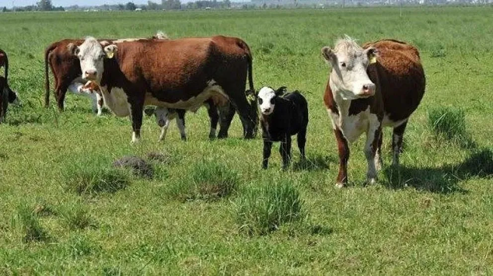 El Instituto Nacional de Tecnología Agropecuaria (INTA) brindó un informe de precios de ganados y carnes de la Patagonia. Foto: archivo