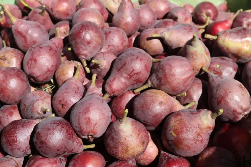 Las chacras atraviesan un proceso de recambio de variedades de peras y manzana. (Foto Tania Domenicucci)