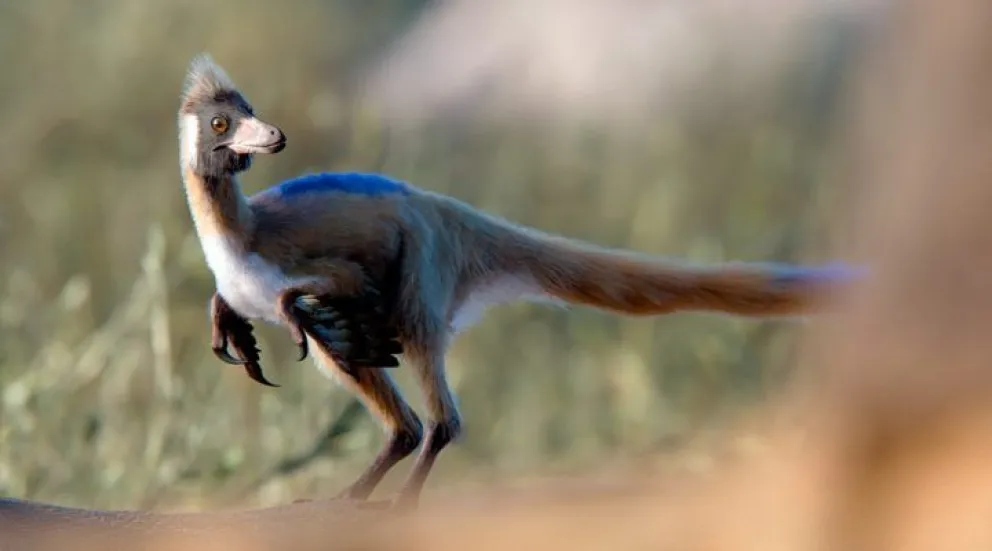 Con apenas 70 centímetros de largo y unos 2 kilogramos de peso, el Alnashetri habitó un antiguo desierto llamado Kokorkom.