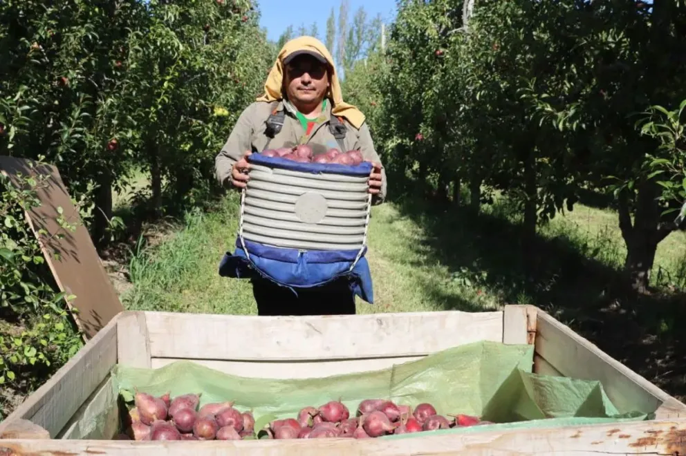 Peso a las complicaciones la cosecha sigue avanzando. (Foto Tania Domenicucci)
