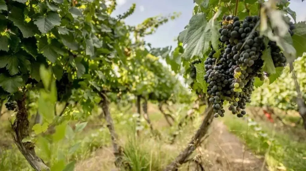 La iniciativa busca sostener la actividad productiva durante la vendimia y acompañar a los productores.