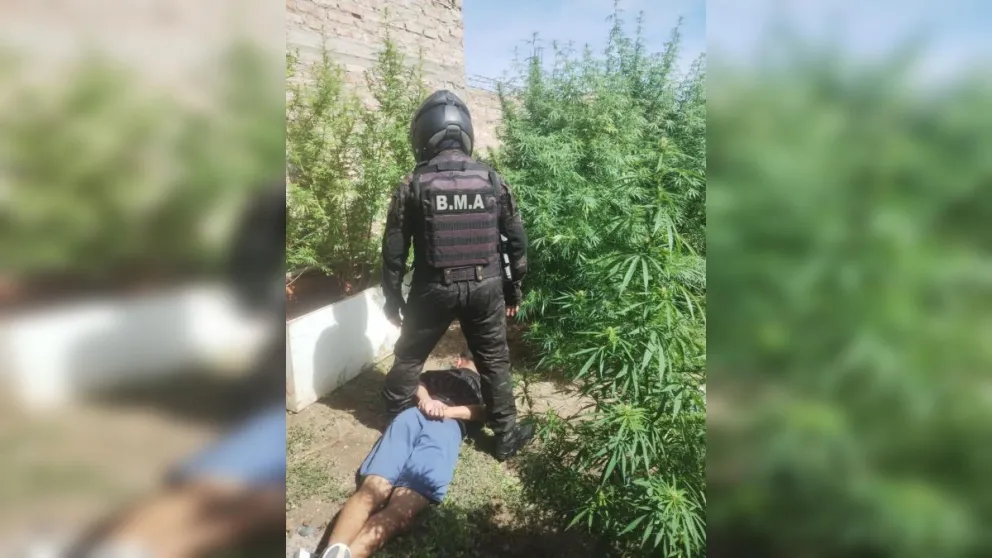 En el procedimiento se secuestraron cuatro plantas de cannabis y otros elementos vinculados a la causa. Foto Policía de Río Negro