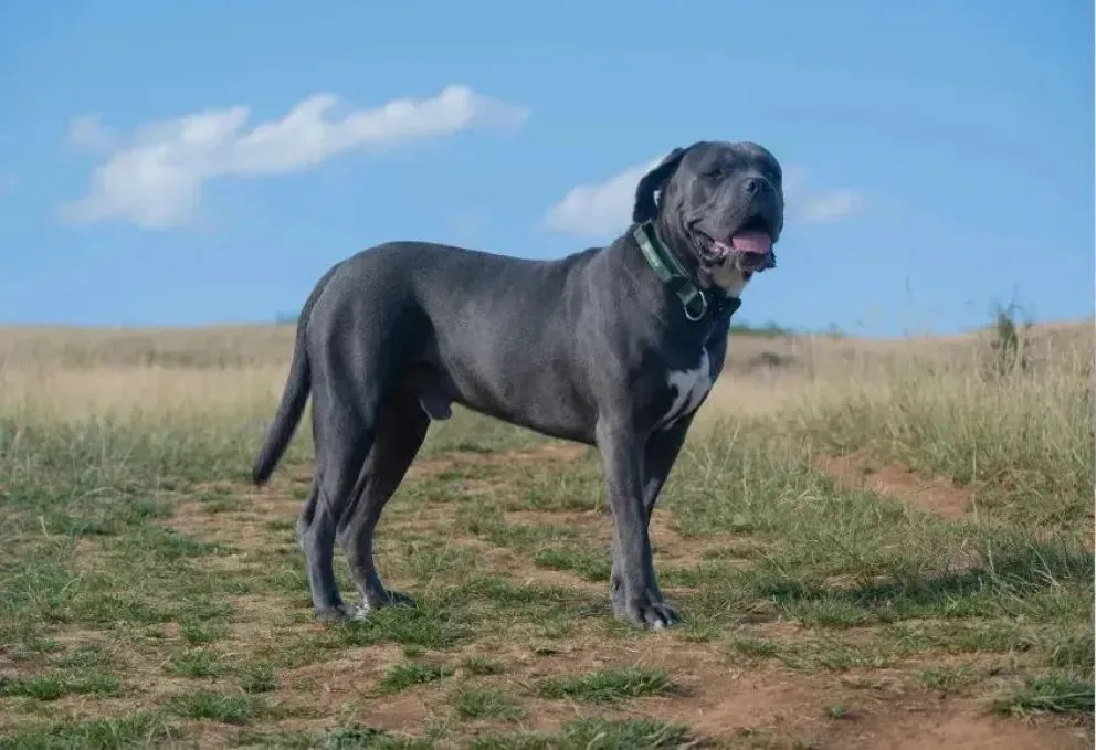 La raza "mastín italiano" - también conocida como "cane corso" -, es una de las más grandes entre los perros y es reconocido por su peligrosidad. Foto: archivo.