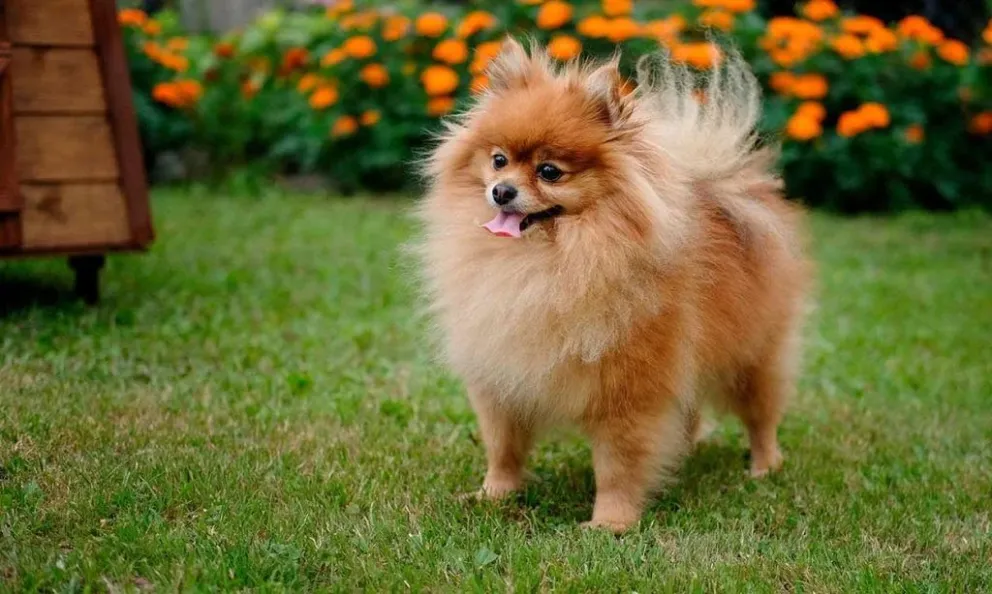 El animal, de raza pomerania, no contaba con la documentación necesaria para su ingreso al país. (Foto ilustrativa)