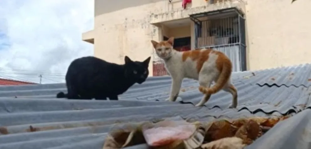 El conflicto se originó por ruidos nocturnos de gatos que circulaban sobre techos de chapa. Foto: ilustrativa archivo