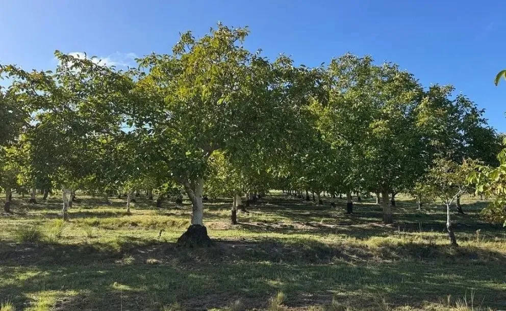 La aparición de "manchas de tinta" en el tronco son las señales clave.