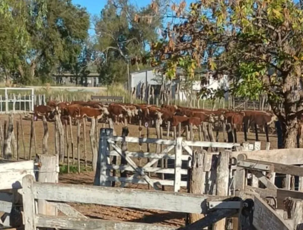 Secuestraron más de 16 millones de pesos, armas y 127 vacas en un operativo rural en Lamarque; el imputado quedó en libertad con tobillera electrónica. Foto: archivo