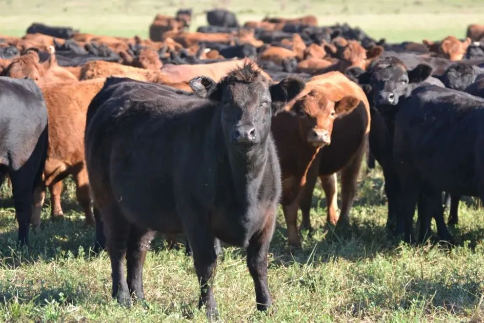 Piden previsibilidad, planificación y medidas sostenidas para garantizar la rentabilidad.