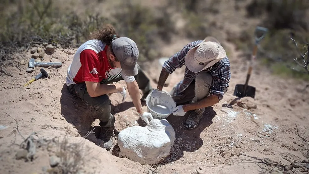 Además del cráneo se descubrieron otros huesos pertenecientes a la especie. Foto: Nahuel Aldir