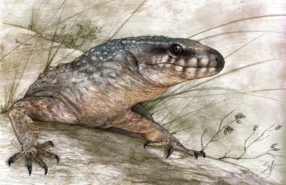 Se trataba de un pequeño reptil de poco más de 15 centímetros de largo. Foto gentileza Museo Patagónico de Ciencias Naturales 