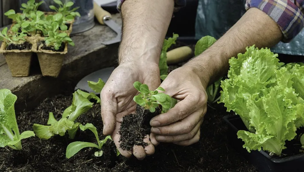 La agricultura biodinámica propone trabajar la tierra como un sistema vivo, priorizando el equilibrio del suelo, los cultivos y la biodiversidad. Foto: archivo